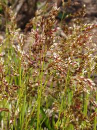 Hierochloe odorata (Sweetgrass) | Native Plants of North America