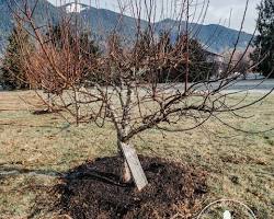 Caring for fruit trees in winter