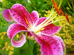 Image result for can you spray stargazer lily with soapy water?