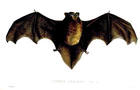 Image result for New Zealand bats