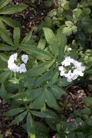 Cardamine heptaphylla | seven-leaved toothwort/RHS Gardening