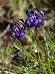 Phyteuma humile (Dwarf Rampion) - The Alpine Flora of Zermatt ...