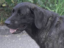 Resultado de imagem para cão de castro laboreiro preto