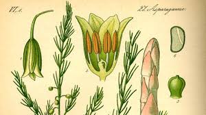 Asparagus officinalis L. | Plants of the World Online | Kew Science