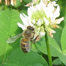 Image result for 日本ミツバチの写真