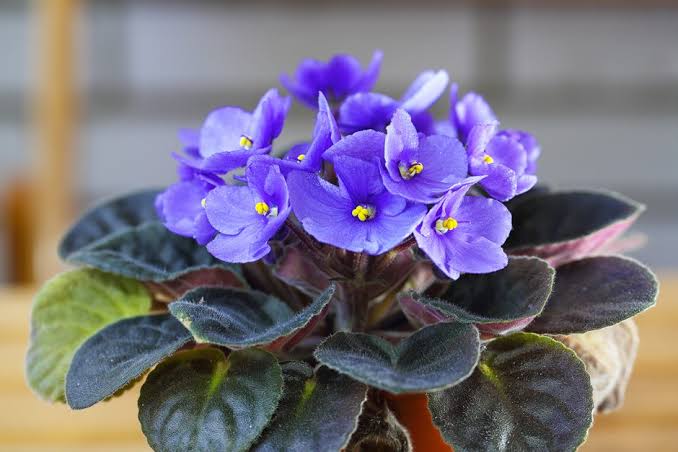 Growing African violet: Care And Planting Advice | BBC Gardeners World  Magazine