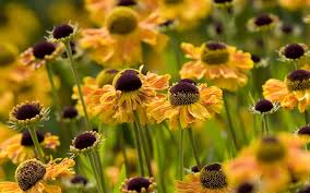 Image result for yellow zinnia flower