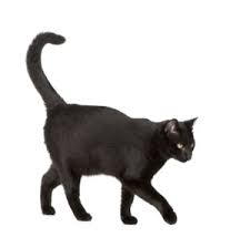 Image result for black cat