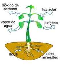 A reprodución das plantas