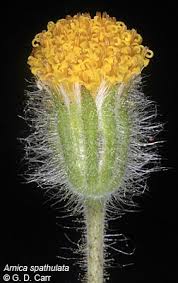 Arnica spathulata Calflora