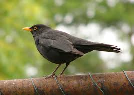 Image result for photo of a black bird