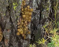 Image of Giant fungus in Oregon