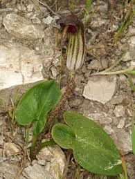 Arisarum vulgare Friar's Cowl PFAF Plant Database