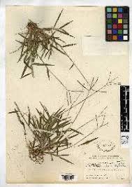 Image result for Paspalum standleyi