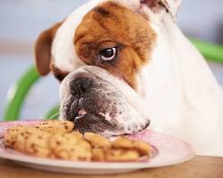 Image of dog refusing food
