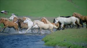 Résultat de recherche d'images pour 'troupeau de chevaux au galop'