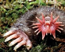 Star-nosed mole animal