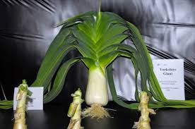 Image result for mammoth leek