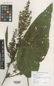 Rumex hydrolapathum Huds. | Plants of the World Online | Kew ...