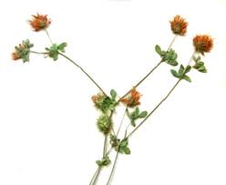 Relatives - Trifolium echinatum M.Bieb. - Hedgehog ... - AgroAtlas