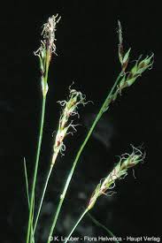 Carex brachystachys Schrank