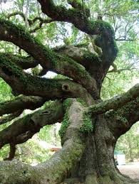 http://lunaswitchescloset.blogspot.com/2015/07/witches-magical-tree-room-nine-sacred.html
