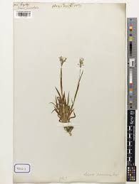 Luzula DC. | Plants of the World Online | Kew Science