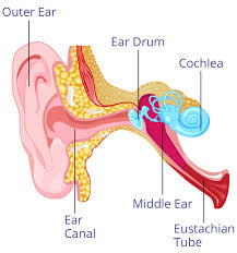 Image result for ear infection