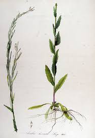 File:Arabis hirsuta — Flora Batava — Volume v13.jpg - Wikimedia ...