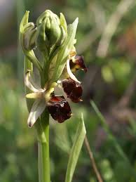 Ophrys × arachnitiformis - Wikimedia Commons