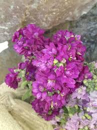Matthiola incana (L.) R.Br., Hoary Stock (World flora) - Pl@ntNet ...
