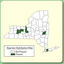 Crepis biennis - Species Page - NYFA: New York Flora Atlas