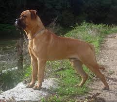 Image result for images of a bullmastiff