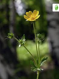 Alpine Cinquefoil, Potentilla crantzii - Flowers - NatureGate