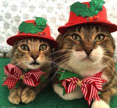 Image result for cats celebrating christmas