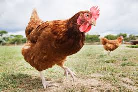 Image result for chicken