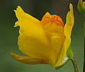 Utricularia vulgaris (Common Bladderwort): Minnesota Wildflowers