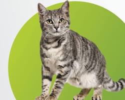 Image of peritonitis in a cat
