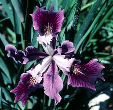 Image result for Iris
  ( Banbury Velvet Iris )