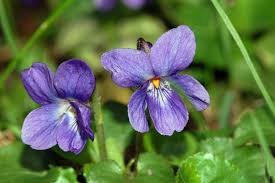 Viola odorata - Wikipedia