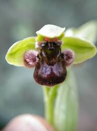Ophrys bombyliflora Link, Bumble Bee Orchid (World flora) - Pl ...
