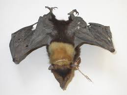Image result for the jungle flying bat of Tripura, images