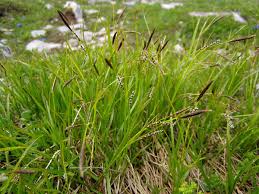 Carex sempervirens - Wikispecies