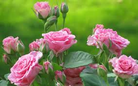 Image result for images of fresh rose hd