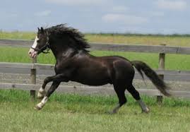 Image result for welsh cheval
