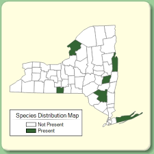 Cerastium tomentosum - Species Page - NYFA: New York Flora Atlas