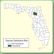 Solanum citrullifolium - Species Page - ISB: Atlas of Florida Plants
