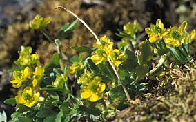 Ranunculus pygmaeus - Wikipedia