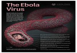 EBOLA THREAD: Please copy your "General Discussion" postings here too - Page 3 Images?q=tbn:ANd9GcSUHoCQCm1MyaG54_igAn_SUCN0YCWws0_MRNYFYpEqMLLHtsSWcA