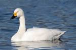 bewick's swan